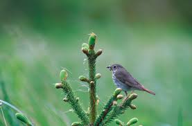 Image result for Catharus guttatus