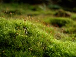 Attēlu rezultāti vaicājumam “Dicranella varia”