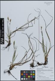 Attēlu rezultāti vaicājumam “Chara globularis”