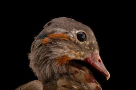 Attēlu rezultāti vaicājumam “Aix galericulata male”