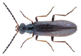 Attēlu rezultāti vaicājumam “Dasytes caeruleus imago”