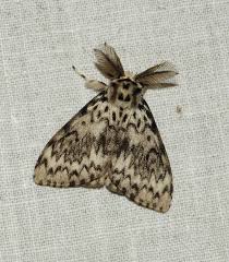 Attēlu rezultāti vaicājumam “Thecabius affinis imago”