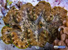 Image result for tridacna