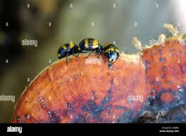 Attēlu rezultāti vaicājumam “Diaperis boleti nest”