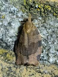 Attēlu rezultāti vaicājumam “Pandemis heparana”