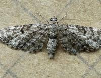 Attēlu rezultāti vaicājumam “Eupithecia tantillaria”