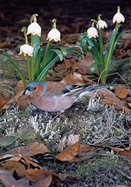 Attēlu rezultāti vaicājumam “Fringilla coelebs nest”