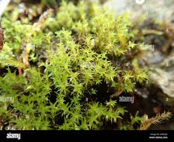 Attēlu rezultāti vaicājumam “Dichodontium pellucidum”