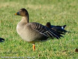 Attēlu rezultāti vaicājumam “Anser serrirostris”