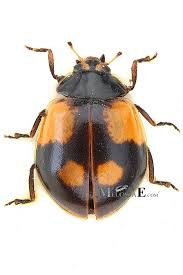 Attēlu rezultāti vaicājumam “Adalia bipunctata”