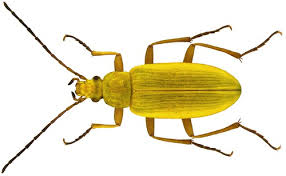 Attēlu rezultāti vaicājumam “Alleculidae”