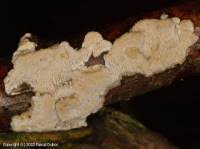 Attēlu rezultāti vaicājumam “Antrodia albida”