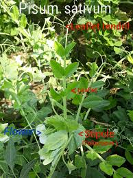 Attēlu rezultāti vaicājumam “Pisum sativum leaf”