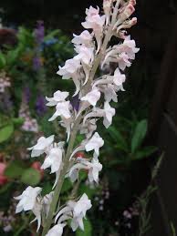 Image result for Linaria purpurea