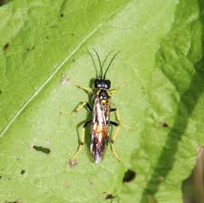 Attēlu rezultāti vaicājumam “Tenthredo campestris”
