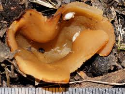 Attēlu rezultāti vaicājumam “Peziza varia”