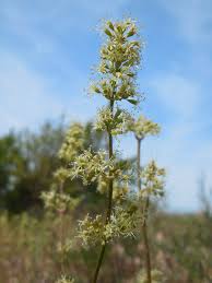 Attēlu rezultāti vaicājumam “Silene otites”