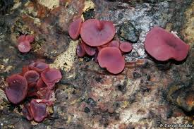 Attēlu rezultāti vaicājumam “Ascocoryne cylichnium”