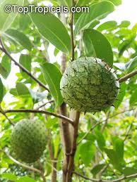 Attēlu rezultāti vaicājumam “Libanotis montana fruit”