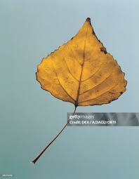 Attēlu rezultāti vaicājumam “Populus nigra leaf”