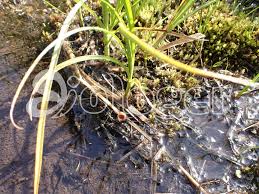 Attēlu rezultāti vaicājumam “Myriosclerotinia scirpicola”