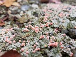 Attēlu rezultāti vaicājumam “Dibaeis baeomyces”