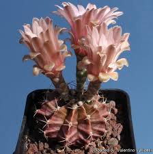 Image result for Gymnocalycium
