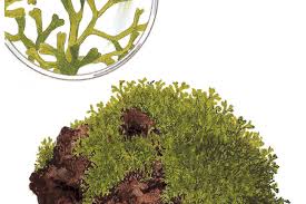 Attēlu rezultāti vaicājumam “Riccia canaliculata”