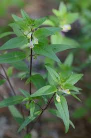 Attēlu rezultāti vaicājumam “Melampsoridium sp.”