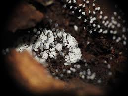 Attēlu rezultāti vaicājumam “Ceratiomyxa fruticulosa macro”