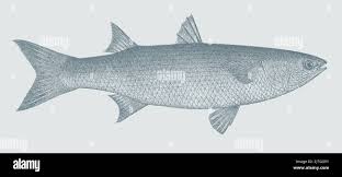 Image result for Chelon ramada