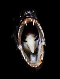 Image result for Reinhardtius hippoglossoides