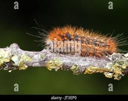 Attēlu rezultāti vaicājumam “Acronicta auricoma larva”