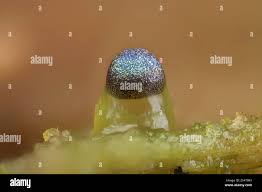 Attēlu rezultāti vaicājumam “Colloderma oculatum plasmodium”