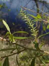 Attēlu rezultāti vaicājumam “Salix x fragilis”