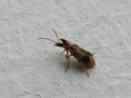 Attēlu rezultāti vaicājumam “Notoxus monoceros”