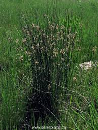 Attēlu rezultāti vaicājumam “Juncus balticus”