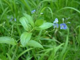 Attēlu rezultāti vaicājumam “Veronica beccabunga bud”