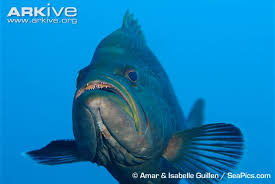 Image result for Mycteroperca interstitialis