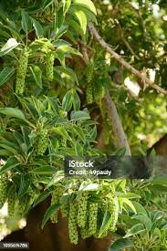 Attēlu rezultāti vaicājumam “Carex dioica fruit”