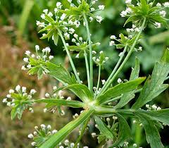 Attēlu rezultāti vaicājumam “Berula erecta leaf”