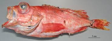 Image result for Sebastes