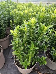 Attēlu rezultāti vaicājumam “Euonymus”