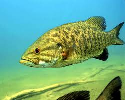 Image result for Micropterus salmoides