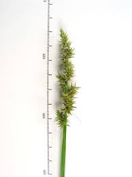 Attēlu rezultāti vaicājumam “Carex loliacea fruit”