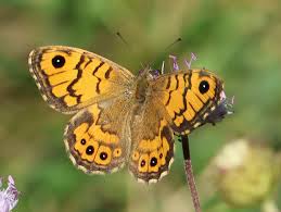 Attēlu rezultāti vaicājumam “Lasiommata megera underside”