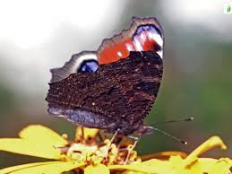 Attēlu rezultāti vaicājumam “Inachis io upperside”