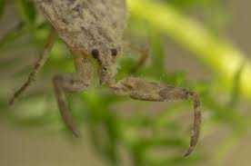 Attēlu rezultāti vaicājumam “Nepa cinerea nymph”