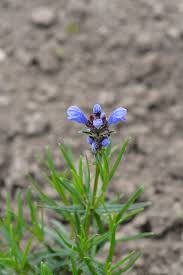 Attēlu rezultāti vaicājumam “Dracocephalum ruyschiana”