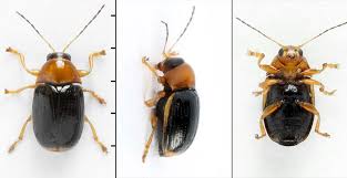 Attēlu rezultāti vaicājumam “Cryptocephalus pusillus”